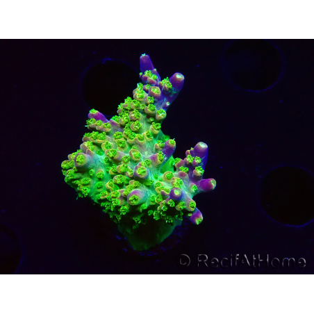 WYSIWYG MH Acropora natalensis