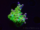 WYSIWYG MH Acropora natalensis
