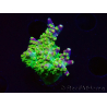 WYSIWYG MHAcropora natalensis 5C3