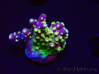 WYSIWYG MH Acropora natalensis 5C4