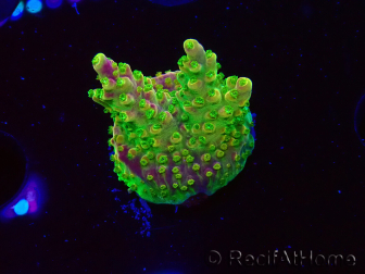 WYSIWYG MH Acropora natalensis