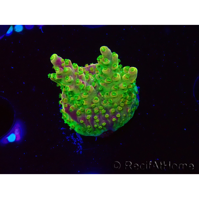 WYSIWYG MH Acropora natalensis