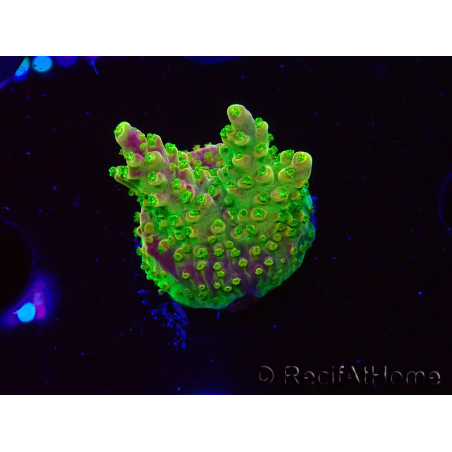 WYSIWYG MH Acropora natalensis