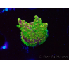 WYSIWYG MH Acropora natalensis
