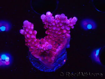 WYSIWYG RAH Acropora ballerina 5C7