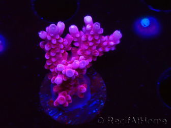 WYSIWYG RAH Acropora ballerina 5C8