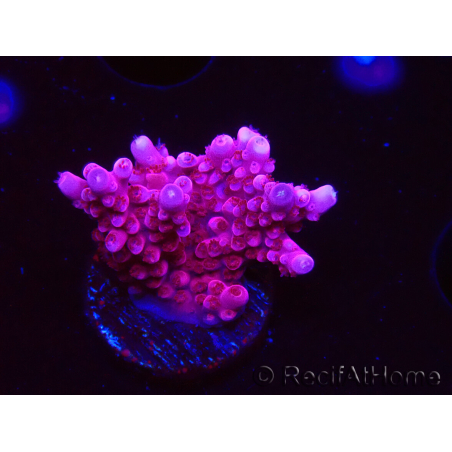 WYSIWYG RAH Acropora ballerina