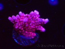 WYSIWYG RAH Acropora ballerina