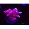 WYSIWYG RAH Acropora ballerina 5C9