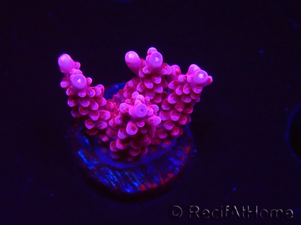 WYSIWYG RAH Acropora ballerina