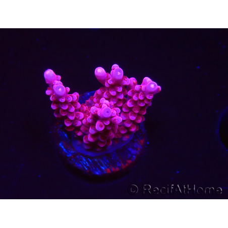 WYSIWYG RAH Acropora ballerina 5C10