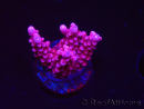 WYSIWYG RAH Acropora ballerina