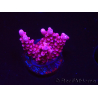 WYSIWYG RAH Acropora ballerina