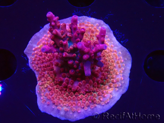 WYSIWYG Acropora