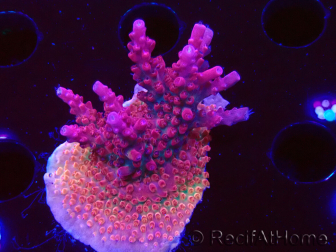 WYSIWYG RAH Acropora Ghost Town 5D3