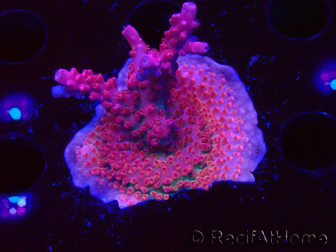 WYSIWYG Acropora sp Ultra