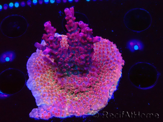 WYSIWYG Acropora sp Ultra