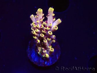 WYSIWYG RAH Acropora Pink Floyd