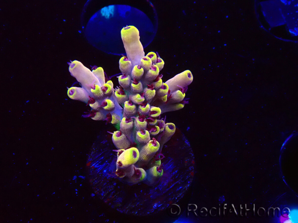 WYSIWYG RAH Acropora Pink Floyd