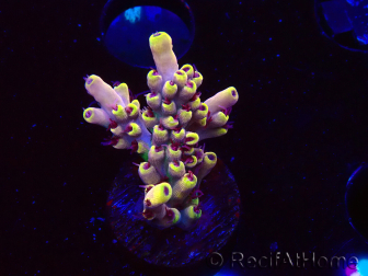 WYSIWYG RAH Acropora Pink Floyd