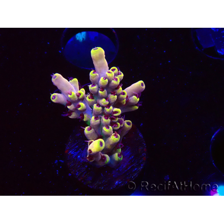 WYSIWYG RAH Acropora Pink Floyd
