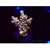 WYSIWYG RAH Acropora Pink Floyd 5D10