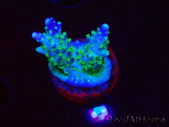 WYSIWYG RAH Acropora Blue Lagoon