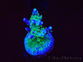 WYSIWYG RAH Acropora Blue Lagoon 5E2