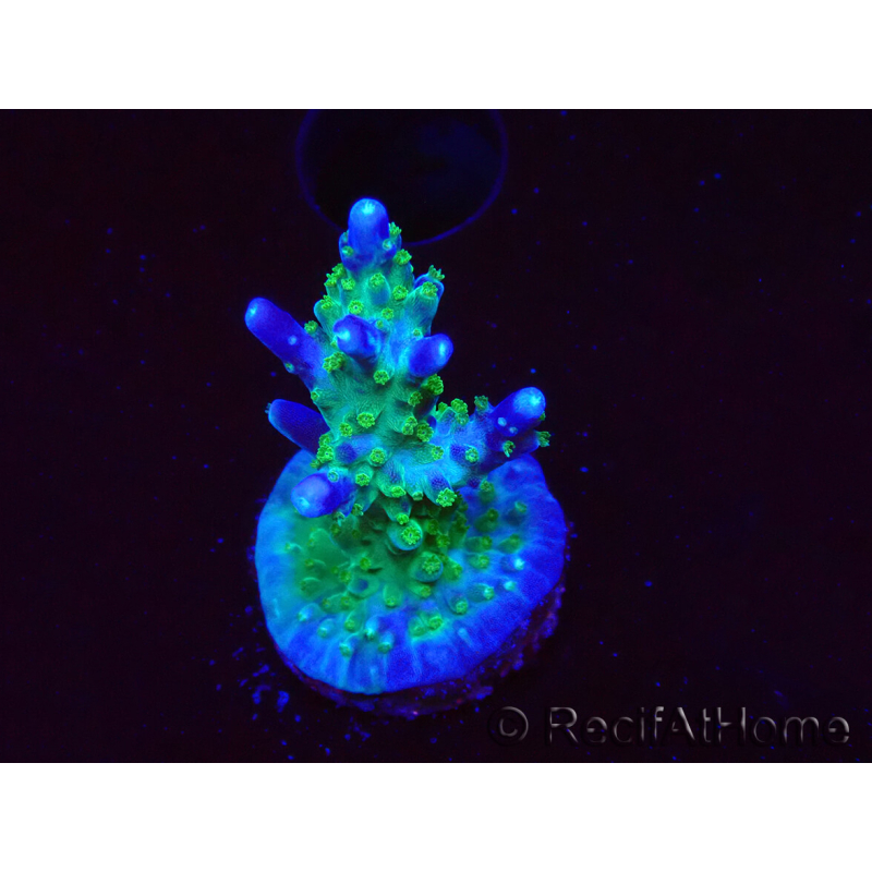 WYSIWYG RAH Acropora Blue Lagoon