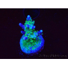 WYSIWYG RAH Acropora Blue Lagoon
