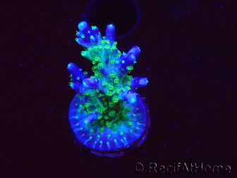 WYSIWYG RAH Acropora Blue Lagoon