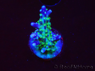 WYSIWYG RAH Acropora Blue Lagoon