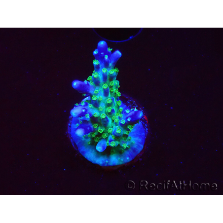 WYSIWYG RAH Acropora Blue Lagoon