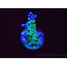 WYSIWYG RAH Acropora Blue Lagoon