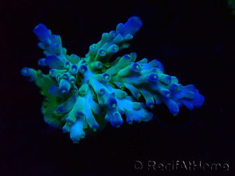 WYSIWYG RAH Acropora austera teal