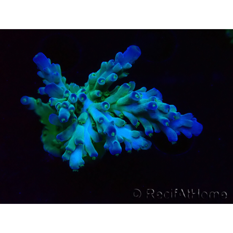 WYSIWYG RAH Acropora austera teal