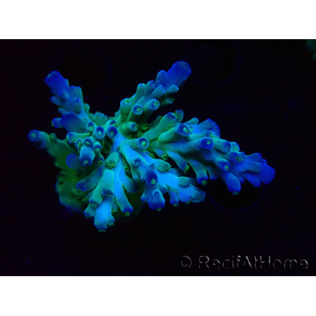 WYSIWYG RAH Acropora austera teal 5F10