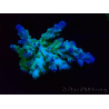 WYSIWYG RAH Acropora austera teal 5F10