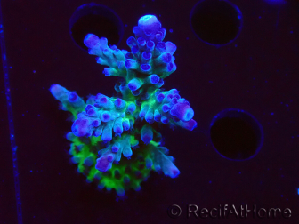 WYSIWYG - RAH Acropora tortuosa 5F1