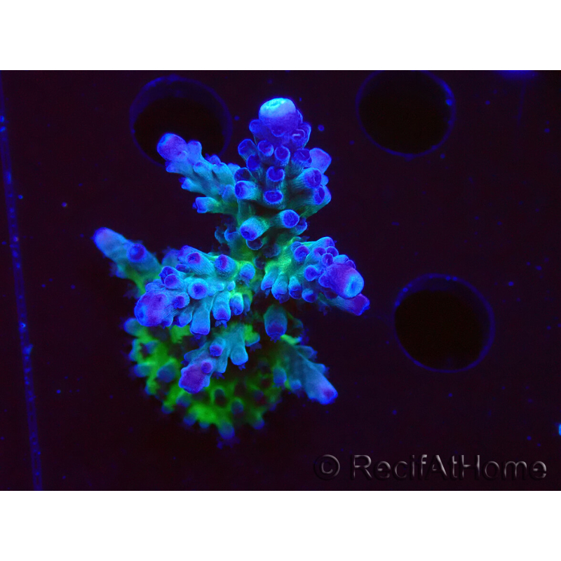 WYSIWYG - RAH Acropora tortuosa