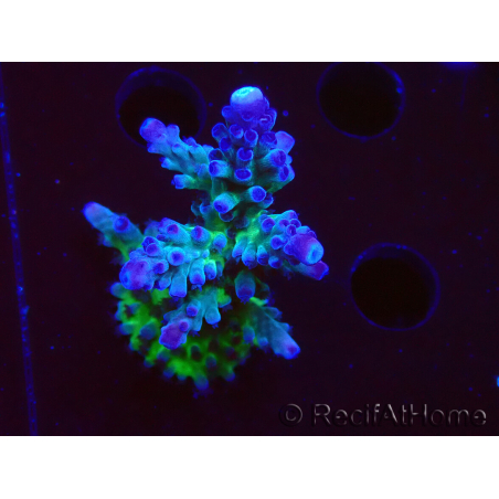 WYSIWYG - RAH Acropora tortuosa