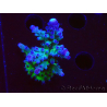 WYSIWYG - RAH Acropora tortuosa
