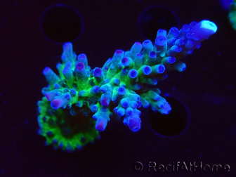 WYSIWYG - RAH Acropora tortuosa 5F2
