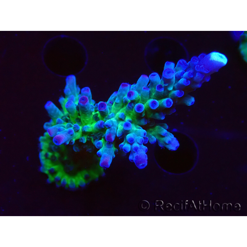 WYSIWYG - RAH Acropora tortuosa 5F2