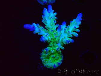 WYSIWYG RAH Acropora austera teal 5F6