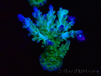 WYSIWYG RAH Acropora austera teal 5F7