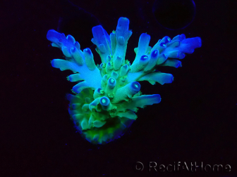 WYSIWYG RAH Acropora austera teal 5F8
