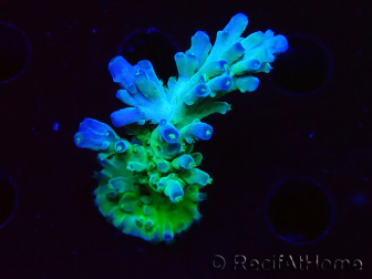 WYSIWYG RAH Acropora austera teal