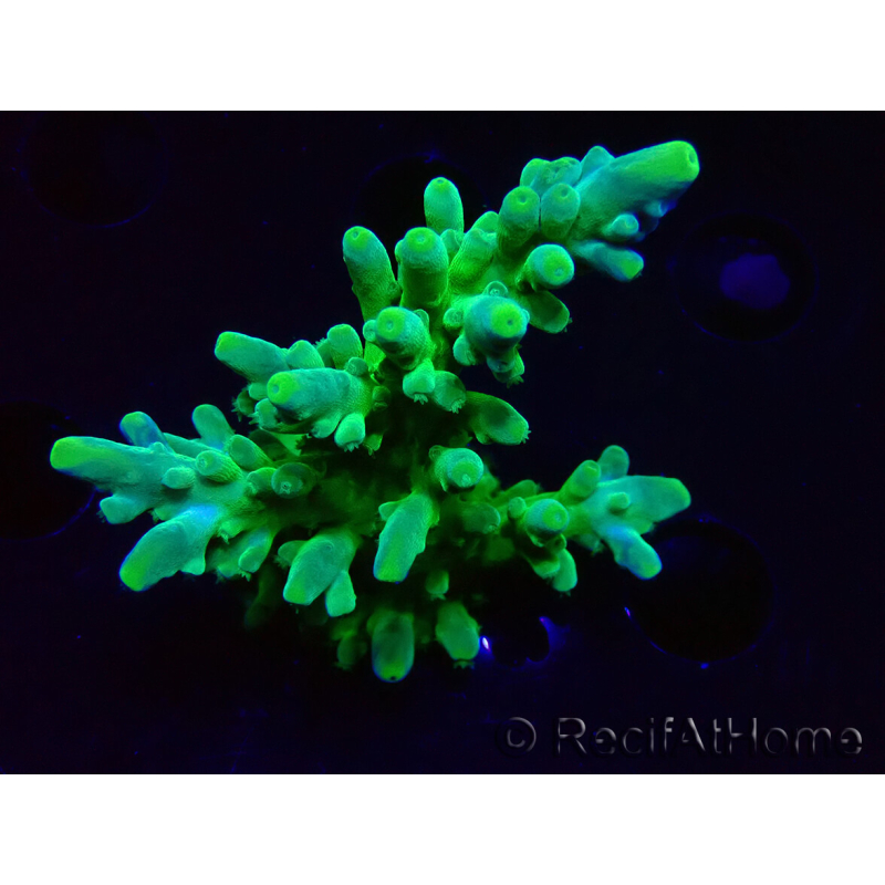 WYSIWYG RAH Acropora austera Yellow Tips