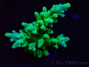 WYSIWYG RAH Acropora austera Yellow Tips